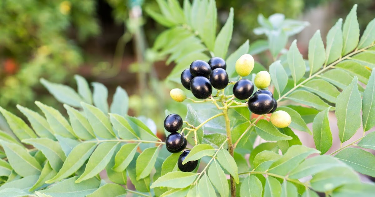 California Gardening Curry leaf plant Propagation, Pruning, Repotting