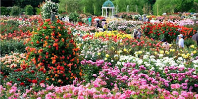 Roses – Understanding, History, and Benefits Roses – Understanding, History, and Benefits