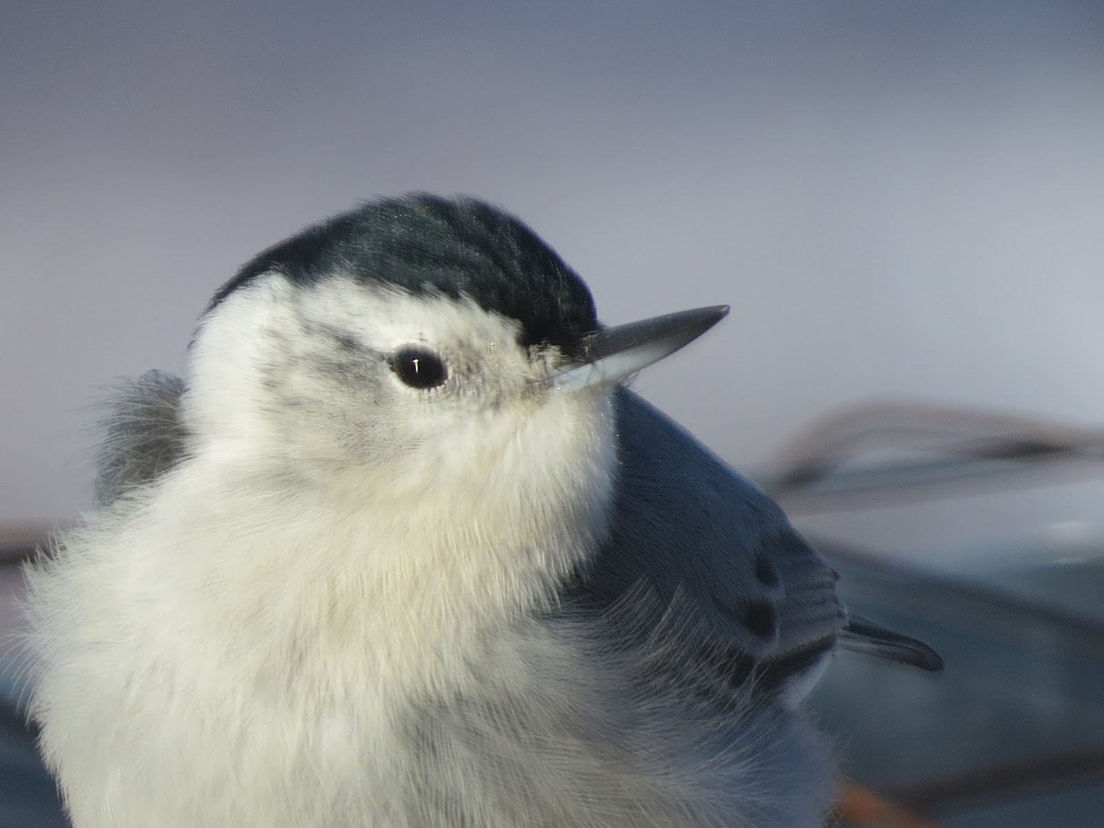 Vermont Birds and Words Birds of the Vermont Polar Vortex Jericho