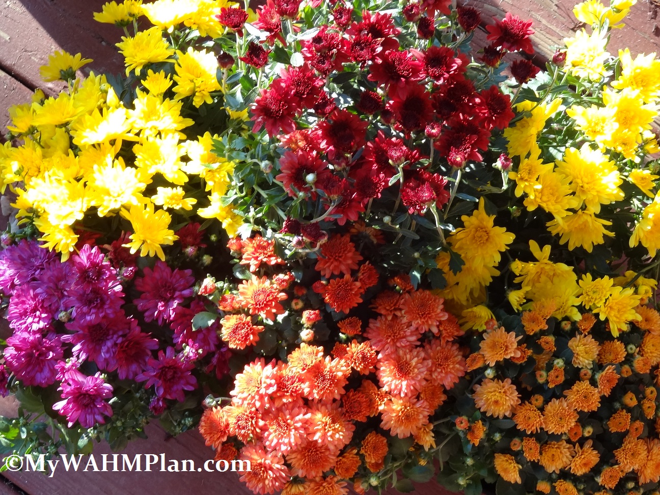colorful Mums #fall #gardening