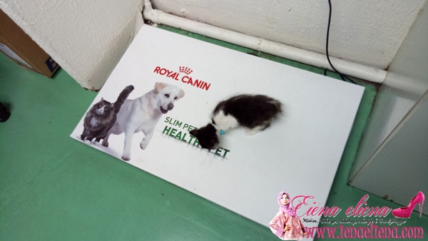 Kempen MyCat2Vet Oleh Royal Canin Malaysia