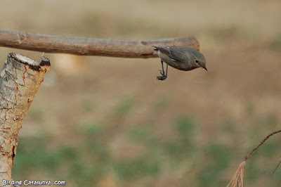 Cotxa fumada (Phoenicurus ochruros)