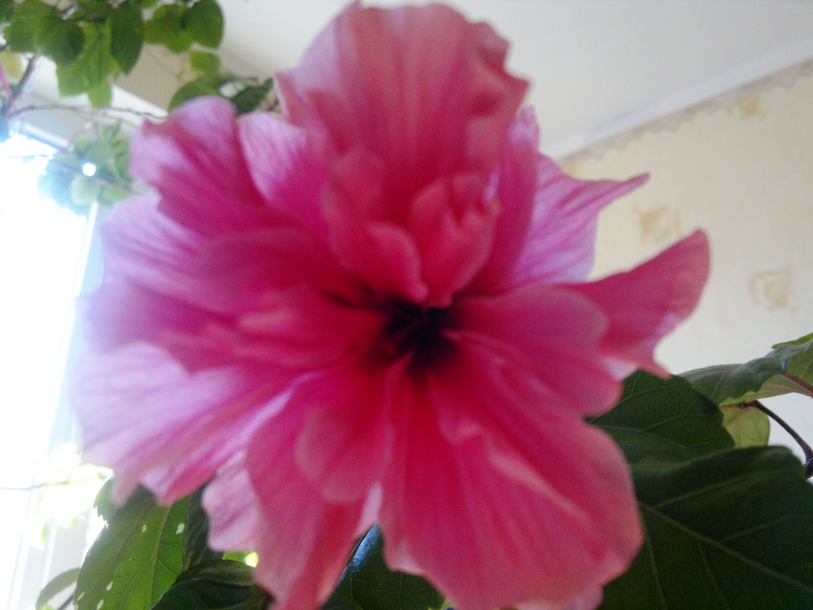 My flowers: Хятад сарнай