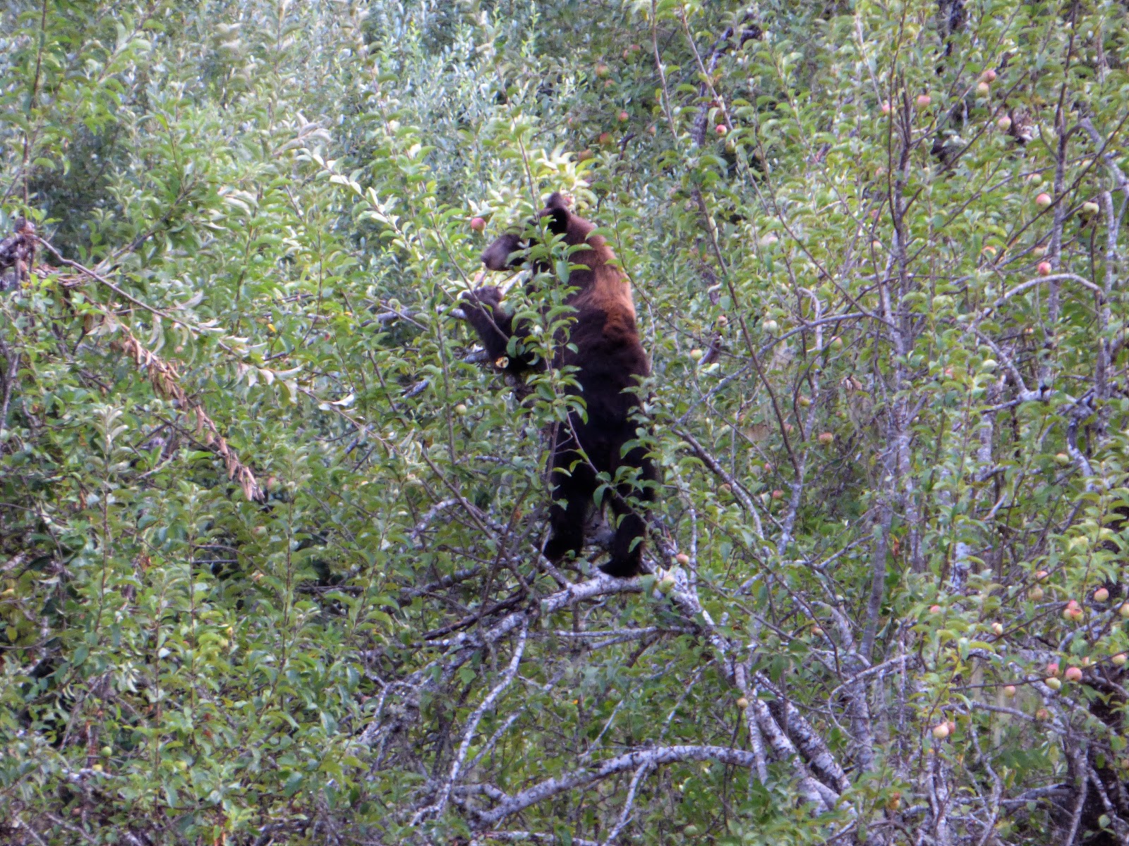 Geotripper What do Bears Do in the Redwood Forest? They Eat Apples...