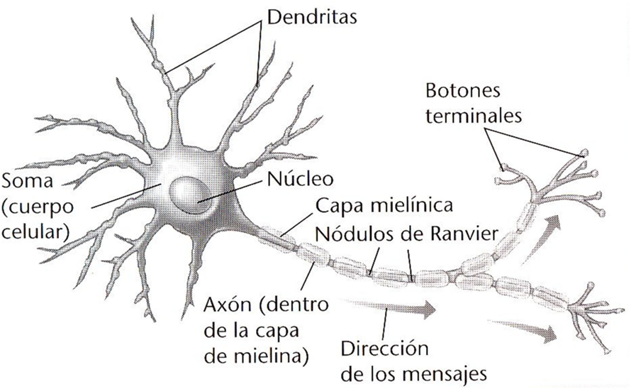Neurofisiología
