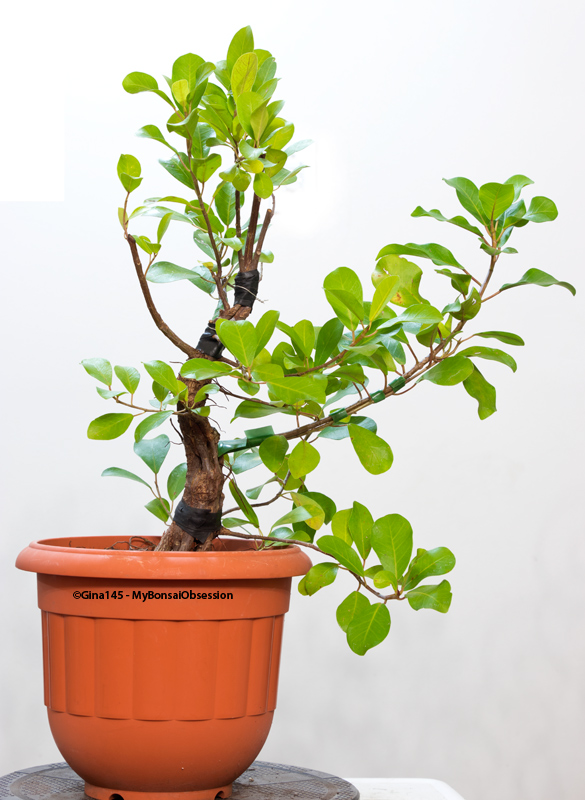 My Bonsai Obsession Ficus Natalensis Fusion Project