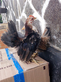Ayam Serama Usia 4 Bulan
