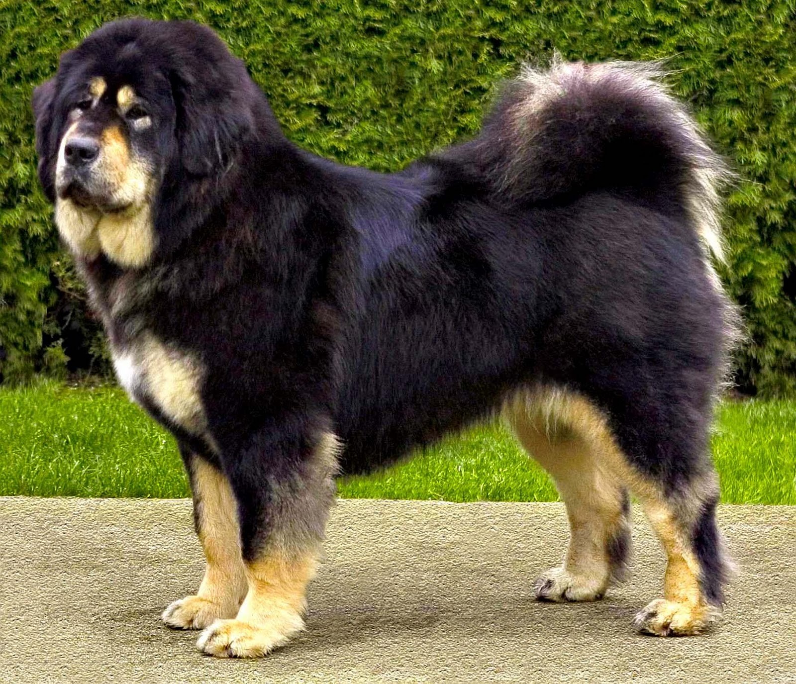 tibetan mastiff dog pics Cute and Funny Pet Wallpaper