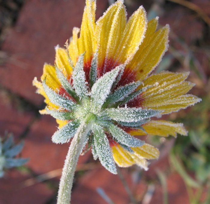 Humor Dump Ice on flowers