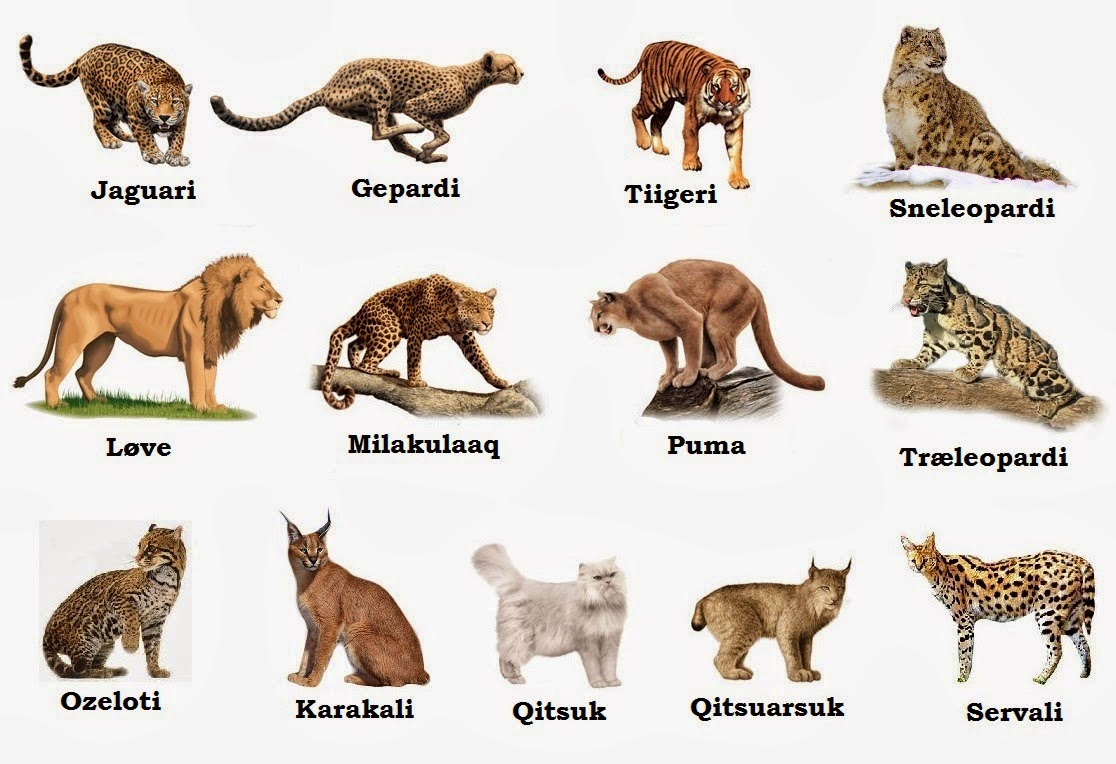 Дикие кошки список. Лев, тигр, леопард, гепард, Рысь. Тигр леопард гепард Ягуар. Леопард,гепард,Лев ,тигр,Пума,пантера. Рысь пантера леопард и Пума.