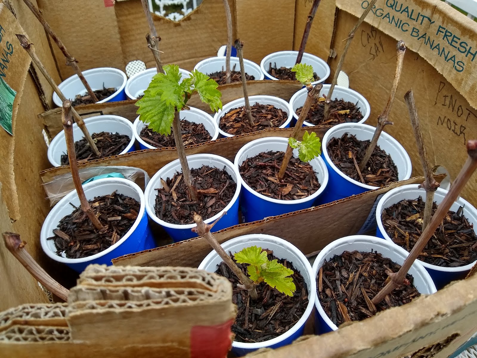This Grapevine is growing out of control! May 2019 Vineyard Progress