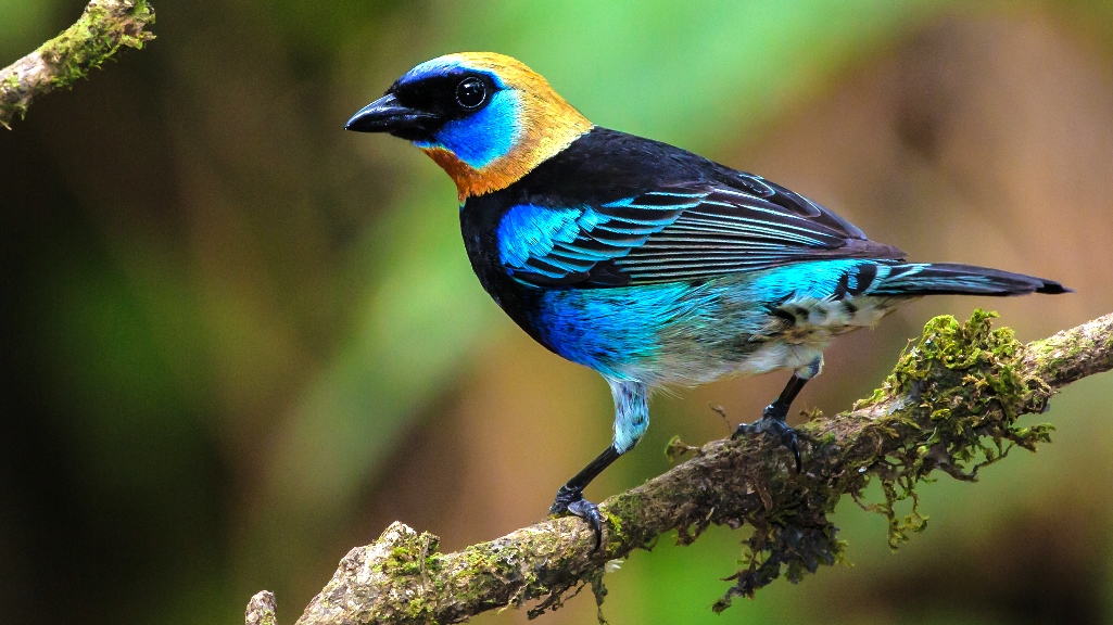 Bird's Paradise: The Golden-Hooded Tanager