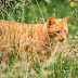 Why New Zealand's village wants to ban cats
