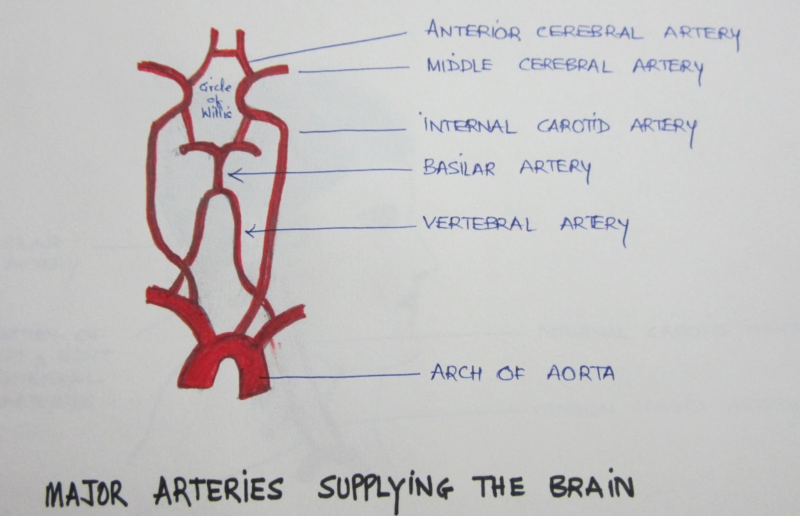 Brain & Mind - A to Z: Basic Neuroanatomy for the Beginner ( Brain