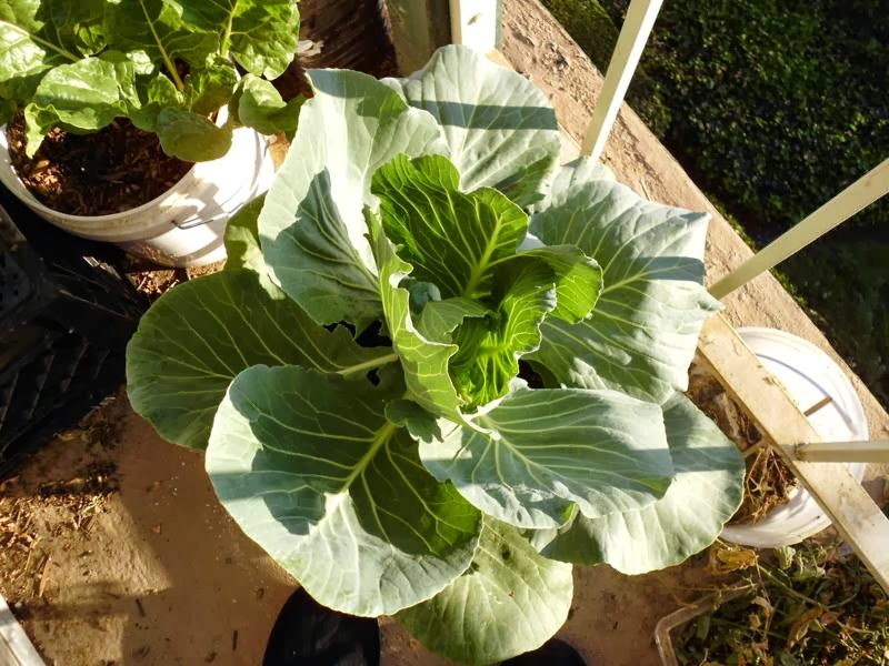 Early Golden Acre Cabbage Greens and Machines