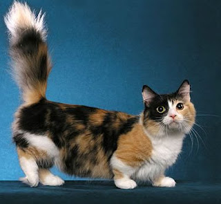 قطتـــــــــي Lolocat Munchkin Cat قط مونتشكين