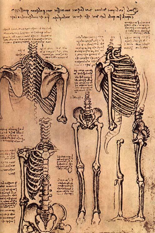 'Leonardo da Vinci: Anatomist' at the Royal Gallery, Buckingham Palace