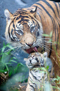 Foto madre tigre con hijo