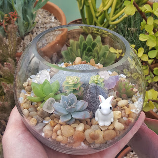 Succulent terrarium in glass bowl