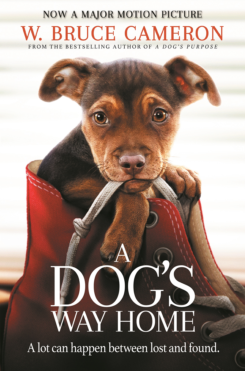 dog lovers club january lover pets cameron bruce australian