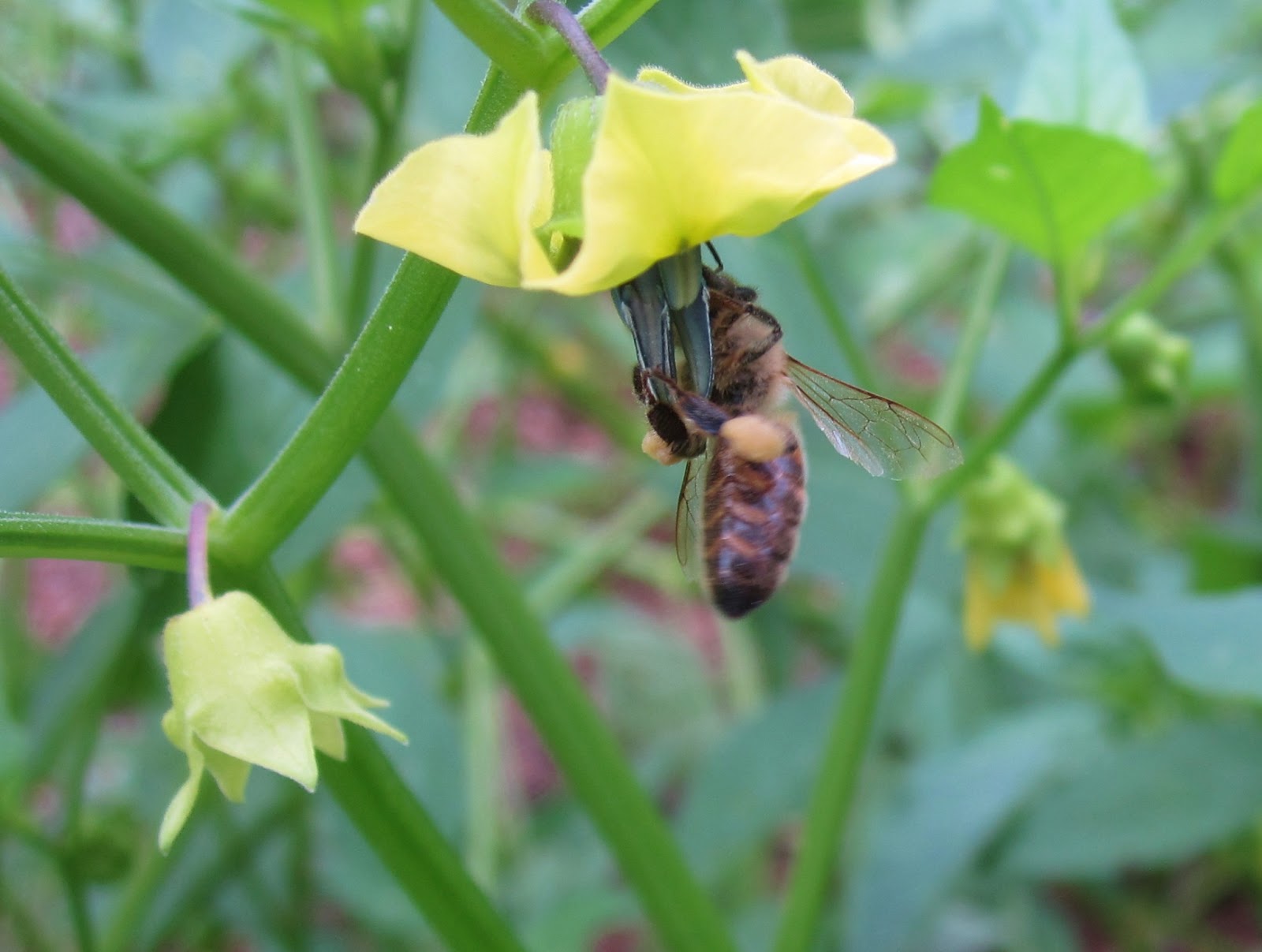 6 Generations The Bees are Back (sort of)