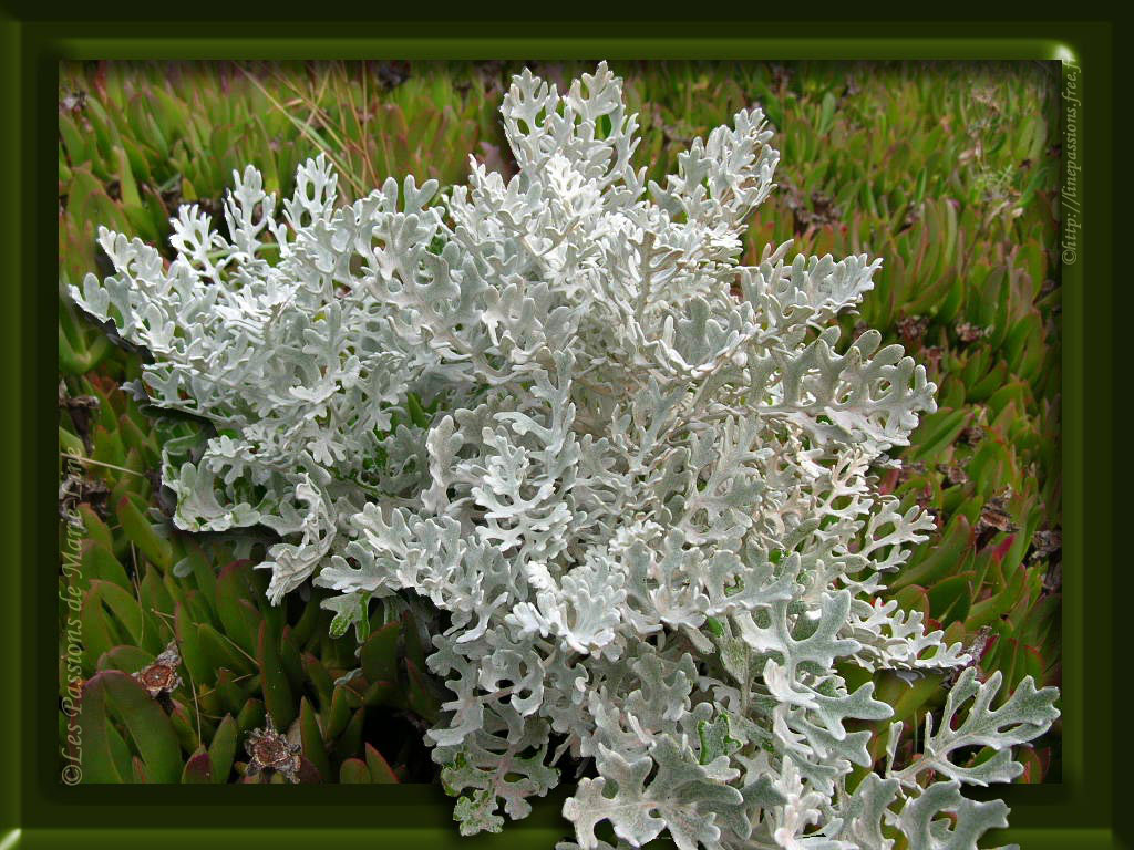 Quand tailler le cinéraire maritime ?