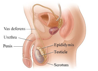 Where Can You Sell A Testicle Thestartupguide Co