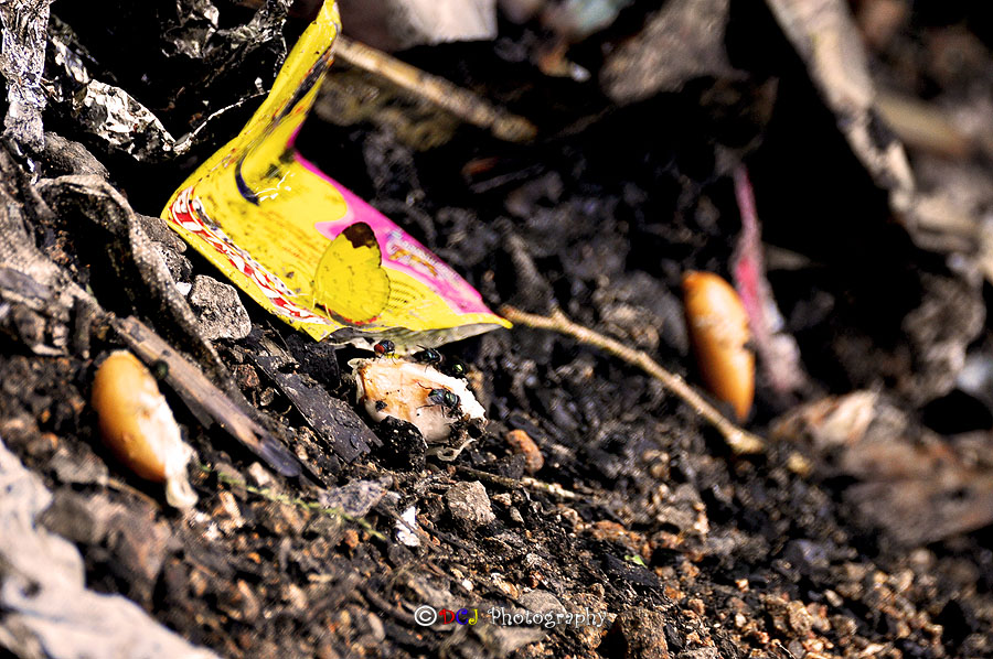 DCJ Photography DELICIOUS VS DISGUSTING