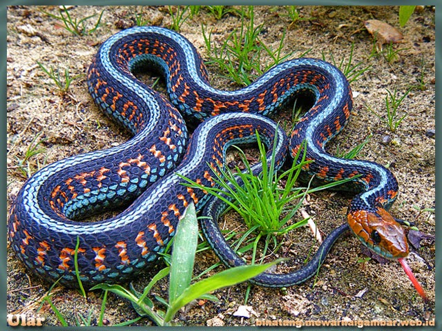 gambar binatang reptil ular