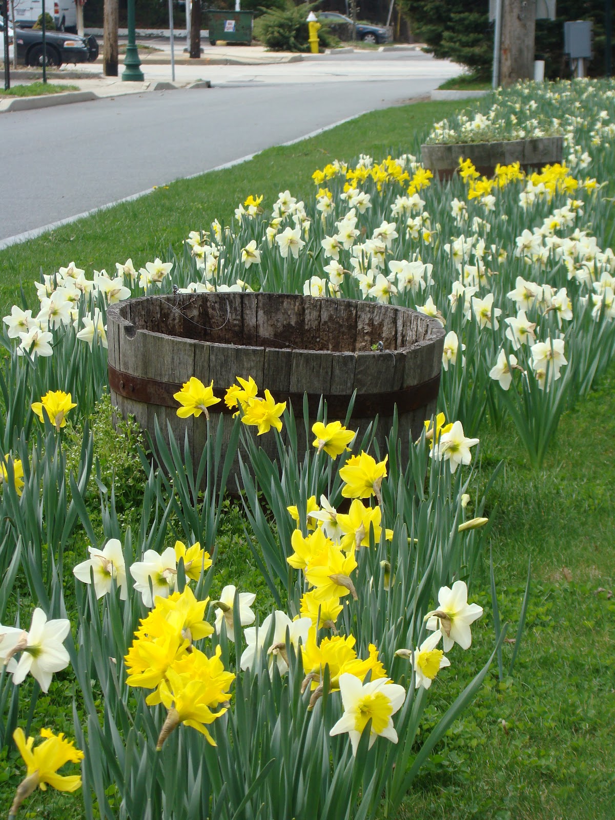 DAFFODIL PLANTING Remembrance of 9/11/01 by a Community in New York