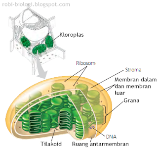 Kloroplas: penangkapan energi cahaya - BELAJAR BIOLOGI