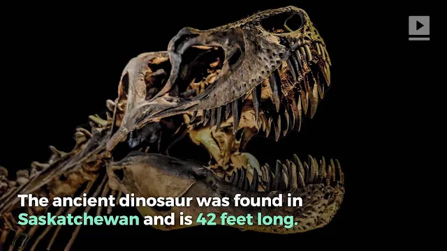 The Largest Tyrannosaurus Rex Ever Discovered