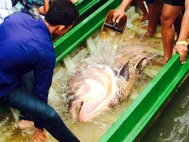 Une carpe géante du Siam dans les filets cambodgiens Une carpe géante du Siam dans les filets cambodgiens