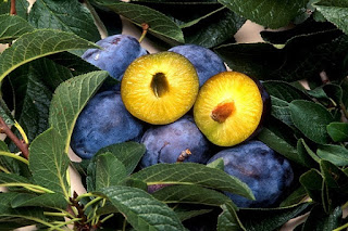 Mengenal buah Plum. Mengenal buah Plum.