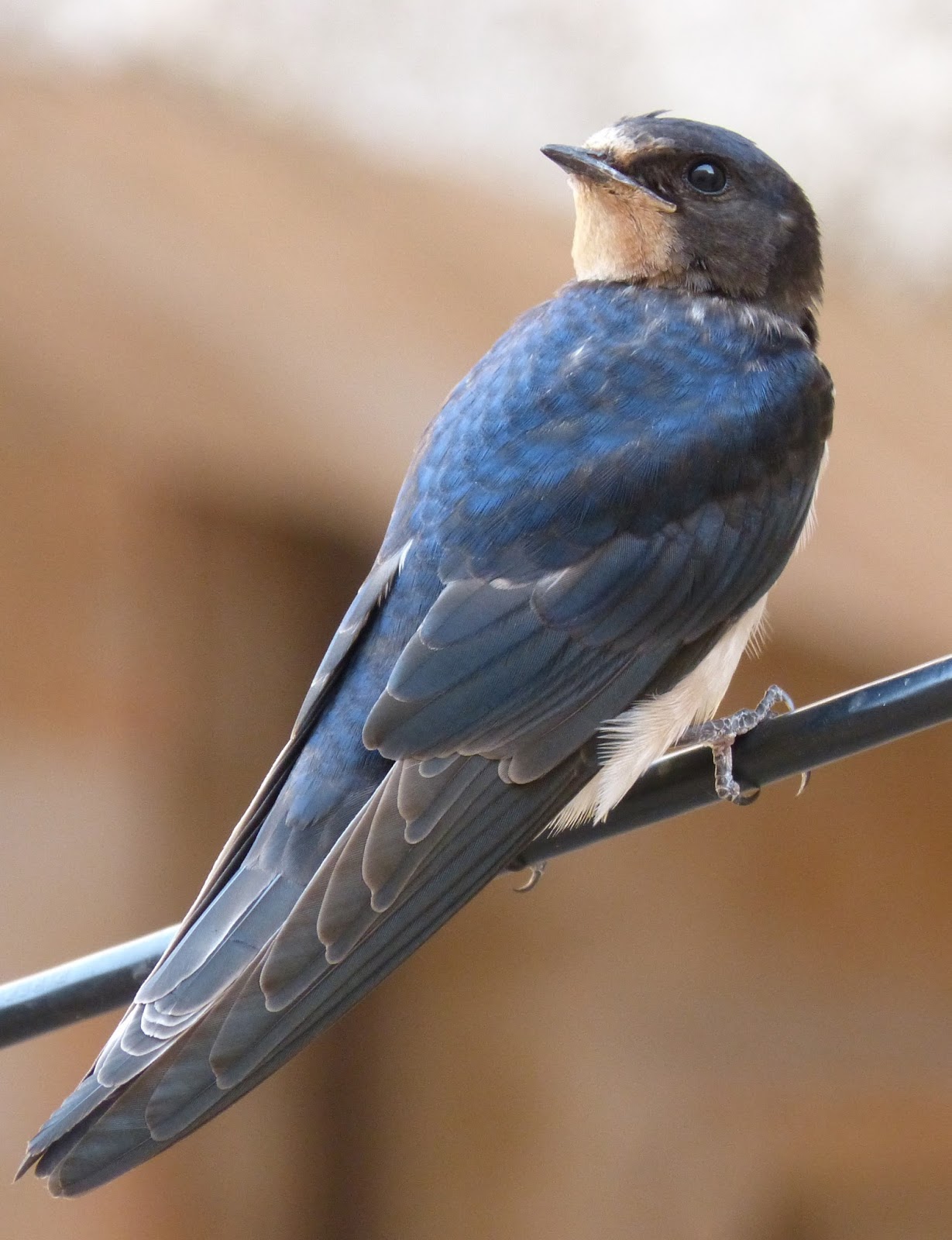 Picture of a swallow. Picture of a swallow.