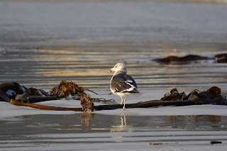 Larus dominicanus - Goéland dominicain Larus dominicanus - Goéland dominicain