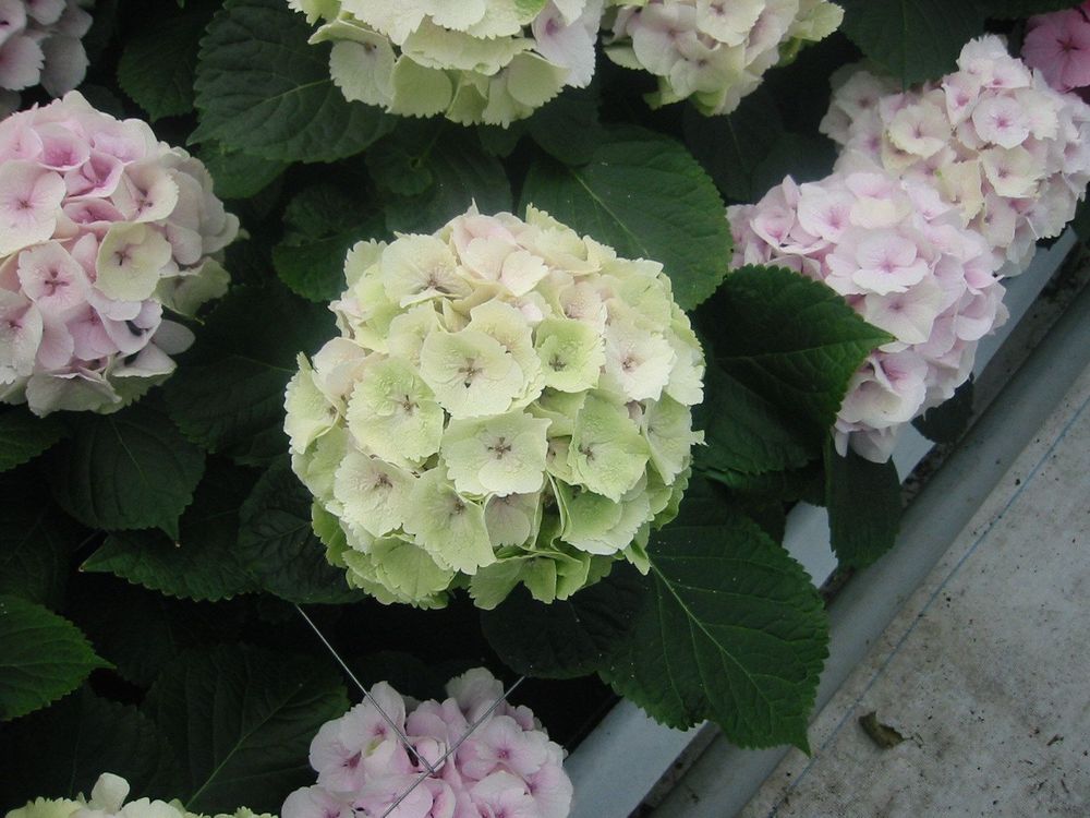 B&D Lilies Garden Blog Everlasting™ Hydrangeas Bloom all summer