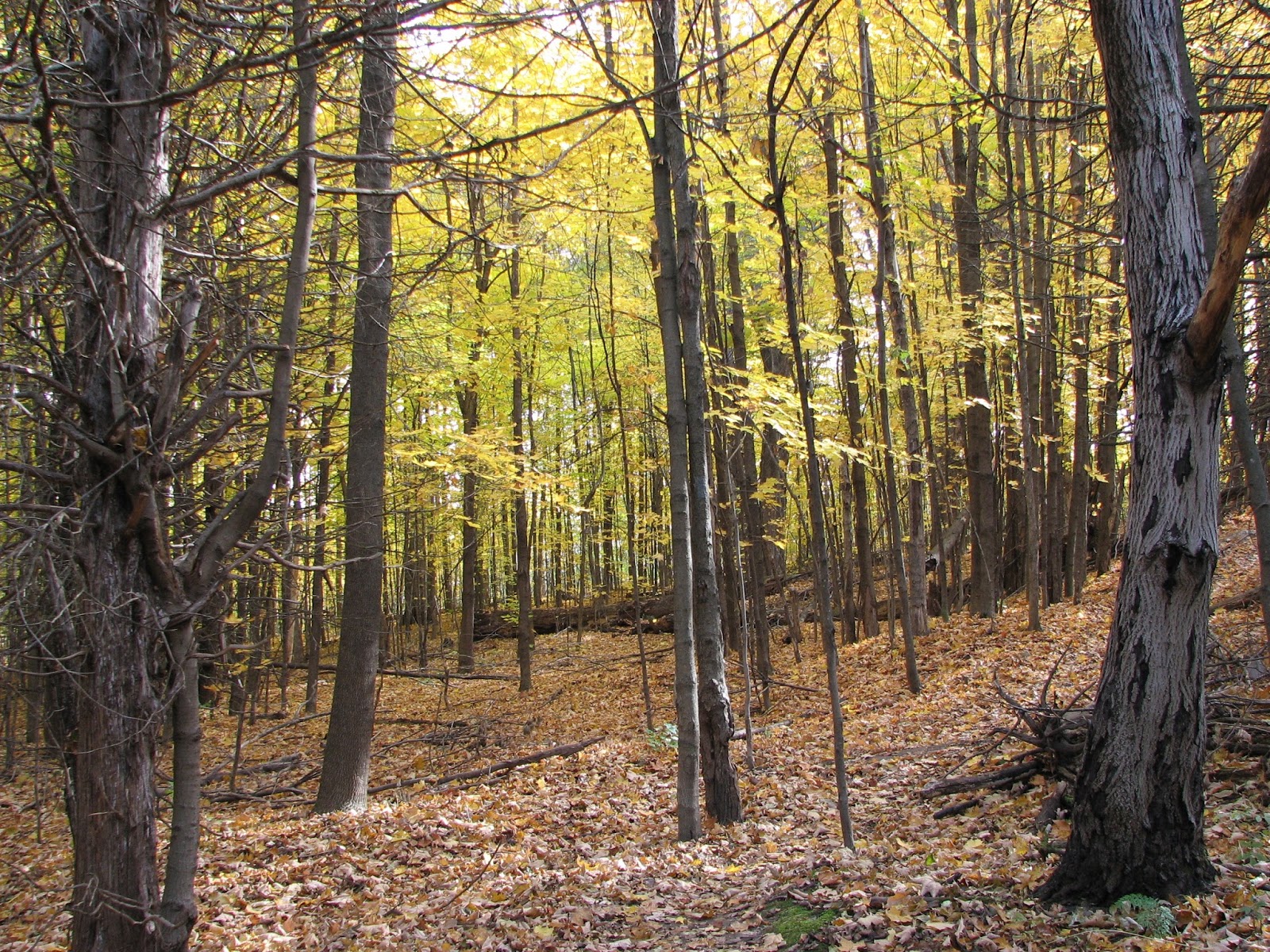 South Burlington, VT. Wheeler Nature Park Oct 27 Photos Litter with