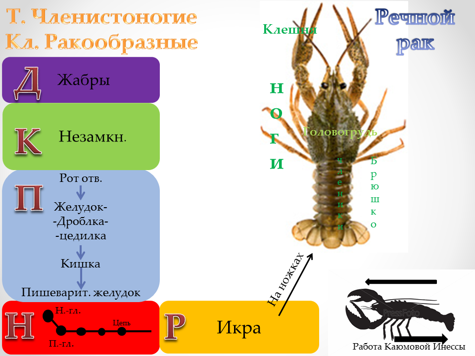 насекомых среди других членистоногих можно узнать. насекомых среди других членистоногих можно узнать. насекомые и бионика презентация. насекомых среди других членистоногих можно узнать. тип членистоногие представители класса.