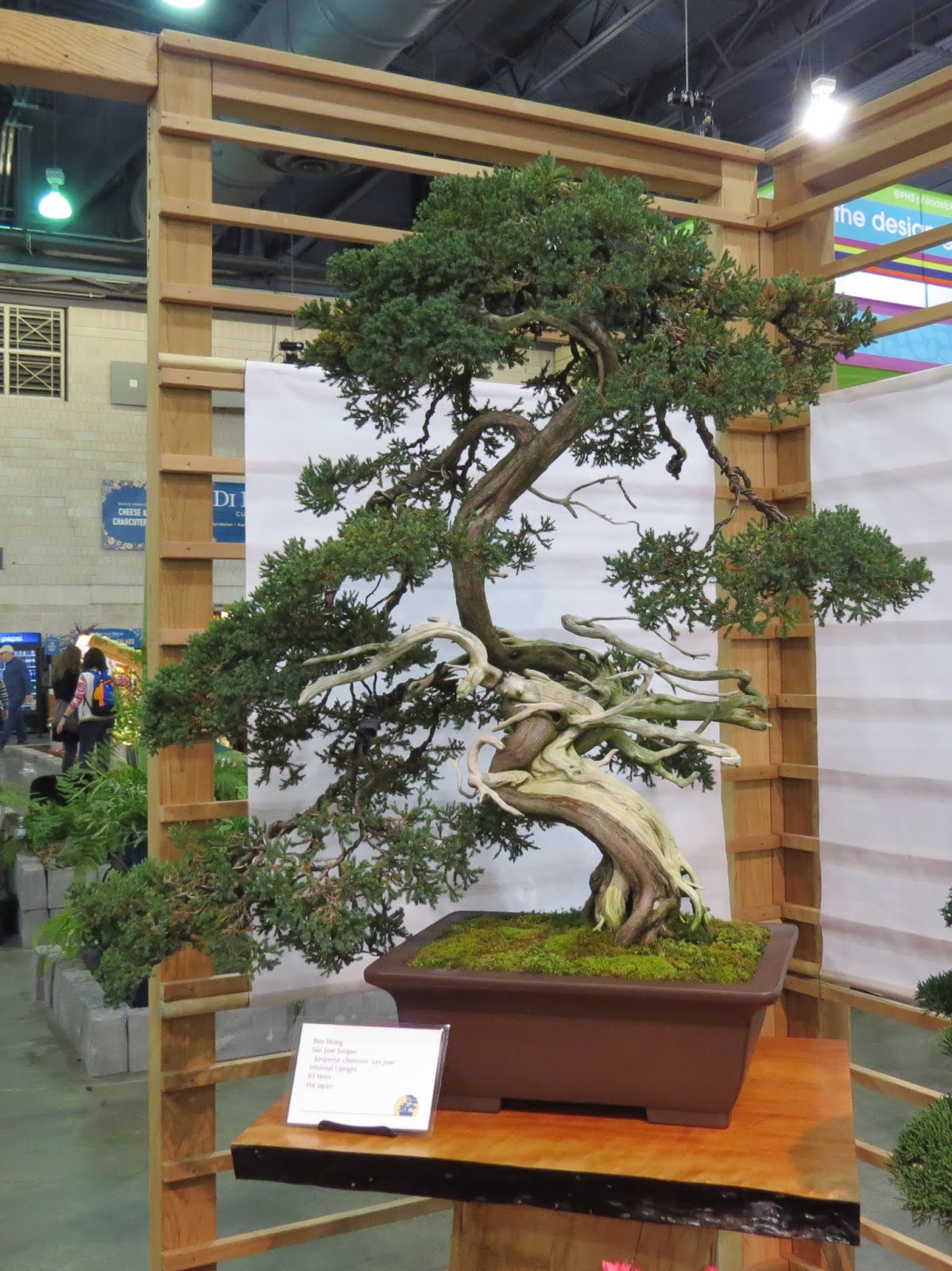 Philadelphia Flower Show 2020- Bonsai