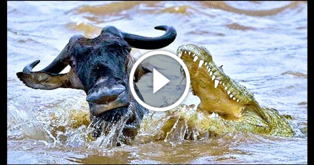 8,224,257 views: Animal Documentary National Geographic: FIVE STAR