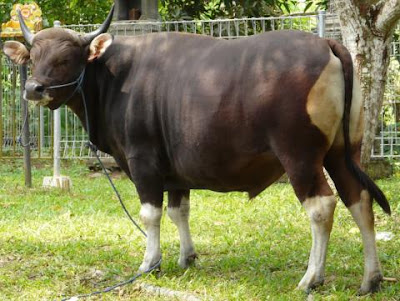 Sapi Bali Terbesar, Satwa Asli Indonesia Sapi Bali Terbesar, Satwa Asli Indonesia