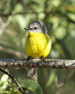 Eastern Yellow Robin