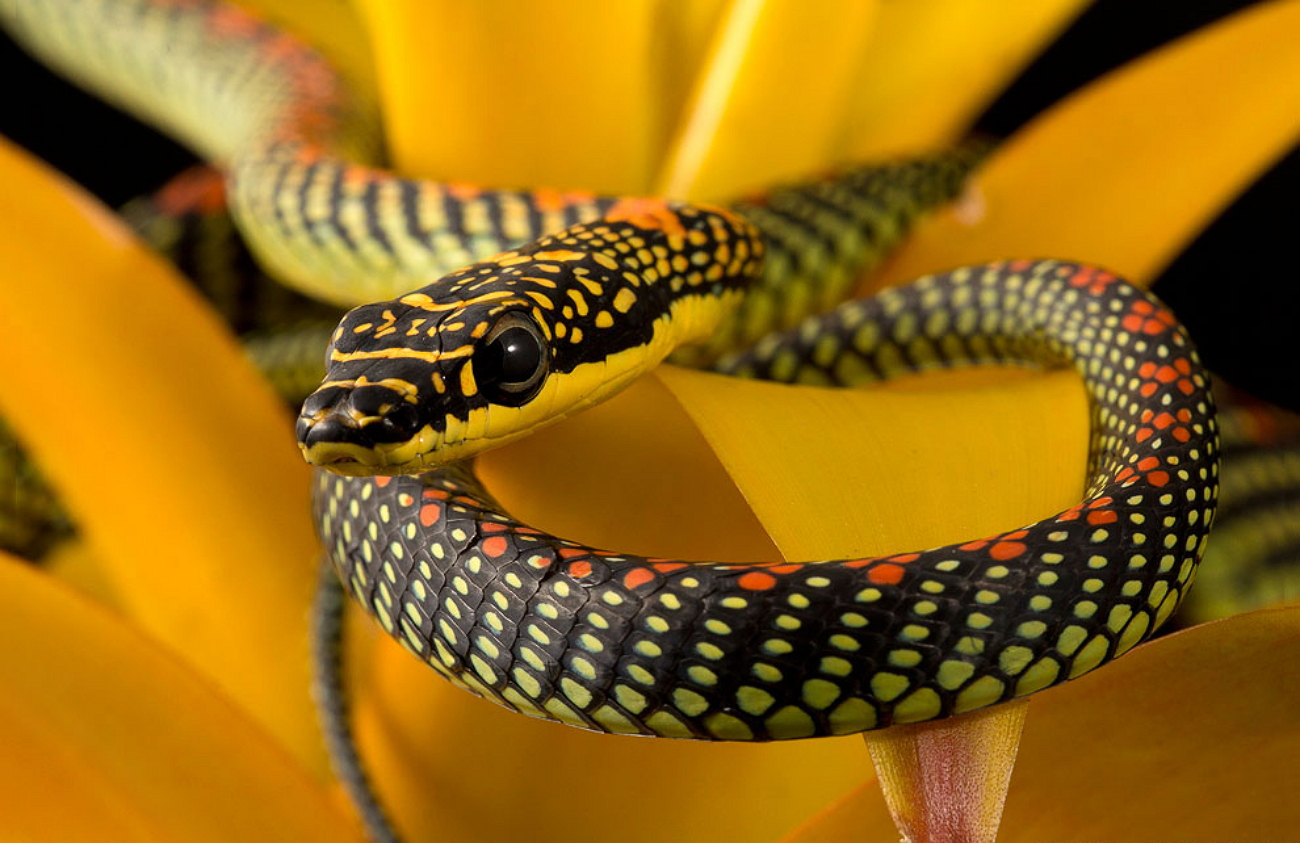 Украшенная змея. Краснобрюхий Аспид. Индийский Крайт змея. Chrysopelea Paradisi змея. Райская украшенная змея Chrysopelea Paradisi.