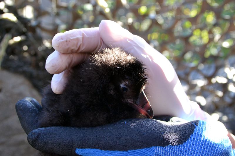 Baby Animals: Birds, Hatchling, chick 6
