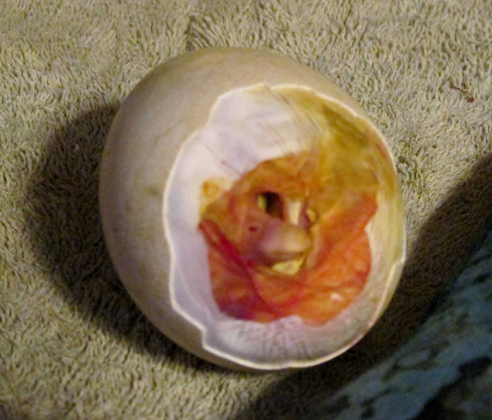 Lally Broch Farm: A Maine Family Homestead: How We Helped a Gosling Hatch