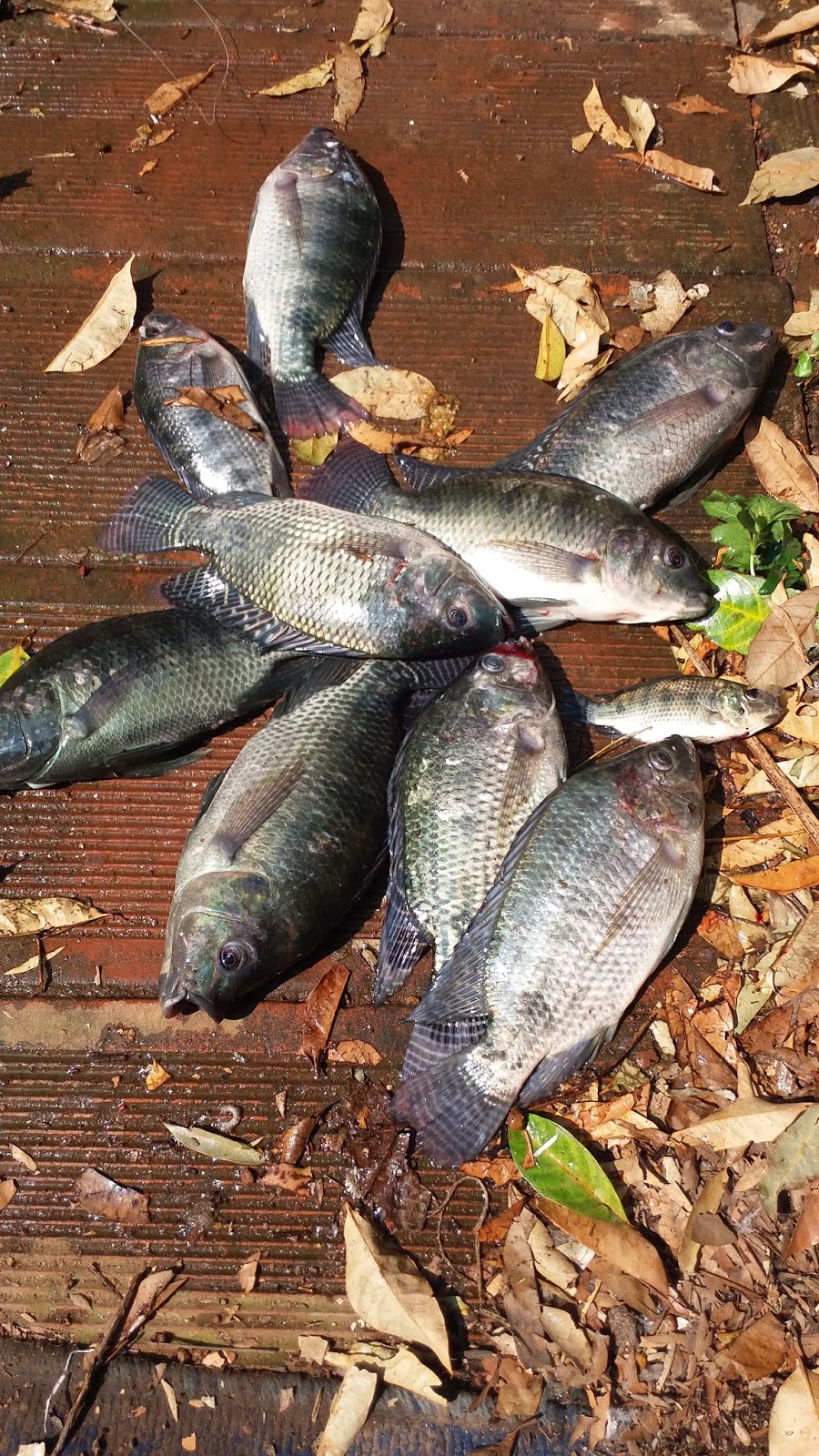 BLOGSOWNKITCHEN GIFT Tilapia in Ollur Thrissur Kerala