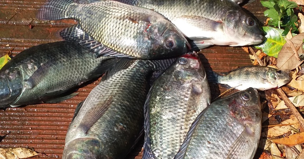 BLOGSOWNKITCHEN GIFT Tilapia in Ollur Thrissur Kerala