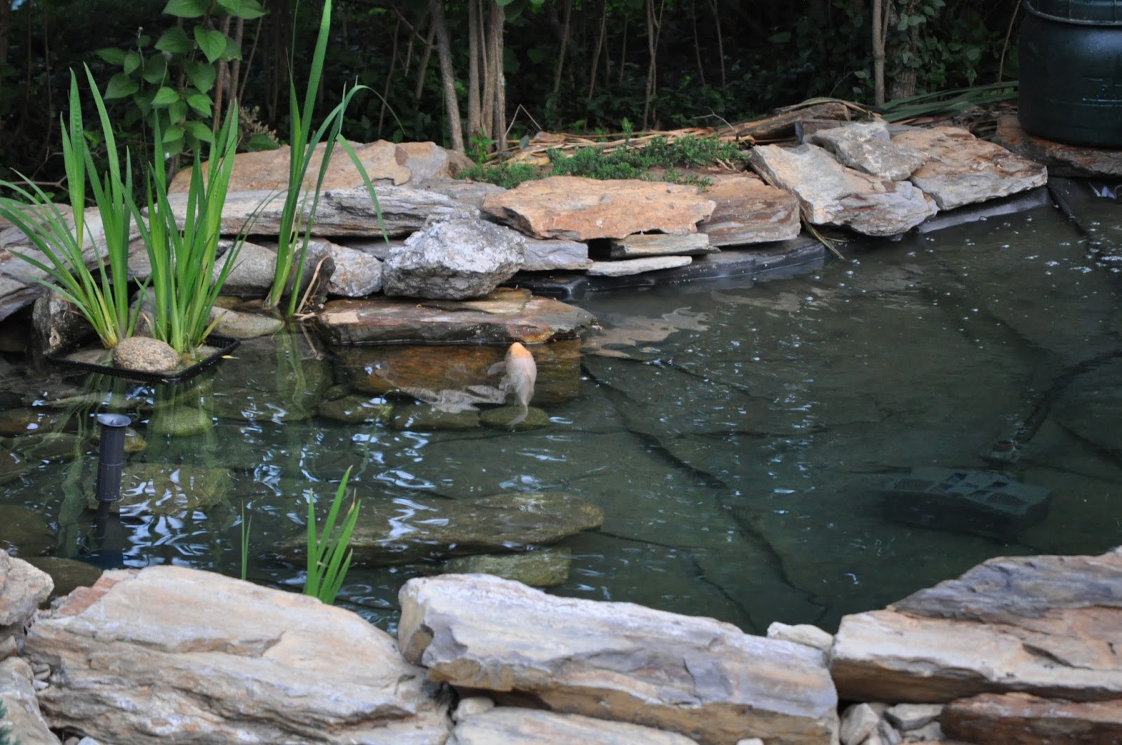 Anoxic Filtration System Cat Litter, please read from a Canadian that