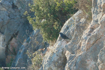 Merla blava (Monticola solitarius) Merla blava (Monticola solitarius)